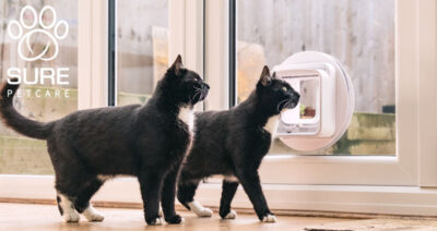 To katter og katteluke. Foto