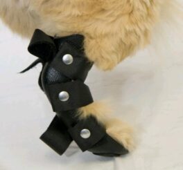 Benskinne bakben katt