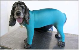 Dog body m/4 bein, Small female