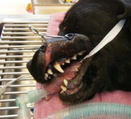 iM3 Lip Retractor - leppeholder