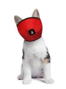 Munnkurv katt, medium (rød)