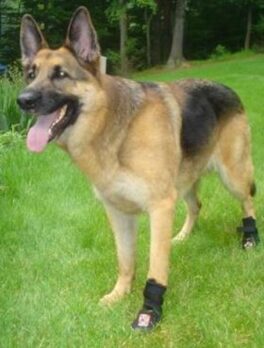 Hundesko thera-paw s/m2