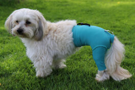Dog&cat body Safety pants female XL/XXL