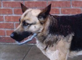 Epoxy ESF Putty, 110g, EPOXY2