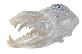 iM3 Canine Scull Model - Clear