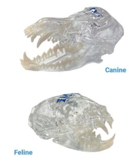 iM3 Feline & Canine Skull Model Set