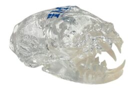 iM3 Feline Scull Model - Clear