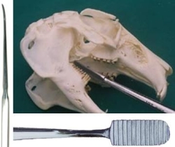 Tannrasp for gnager, molar, diamond. Large