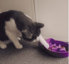 Slow-feed Matskål for katt, fisk, bio-materiale