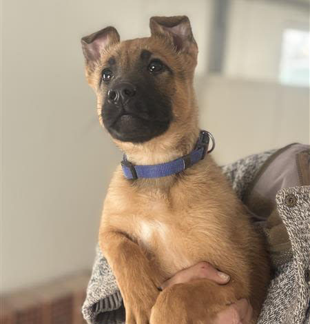 Minehunden Max som valp.