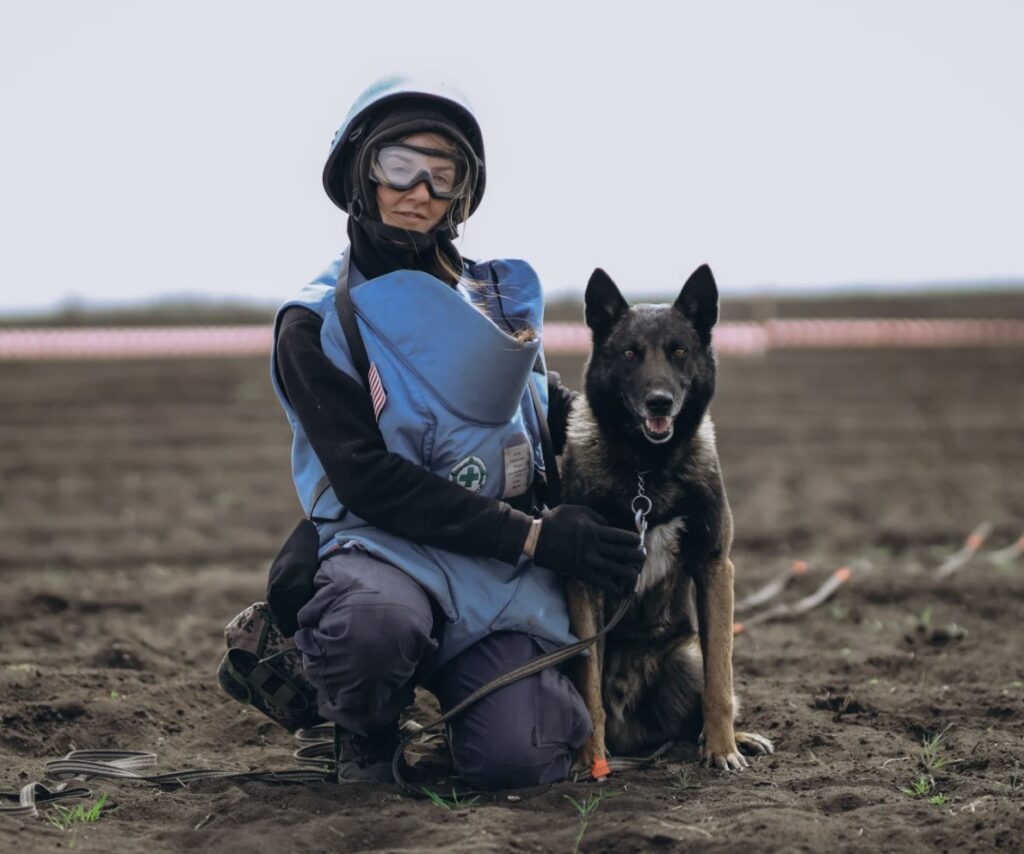 Minehund og hundefører i arbeid med å søke etter landminer.