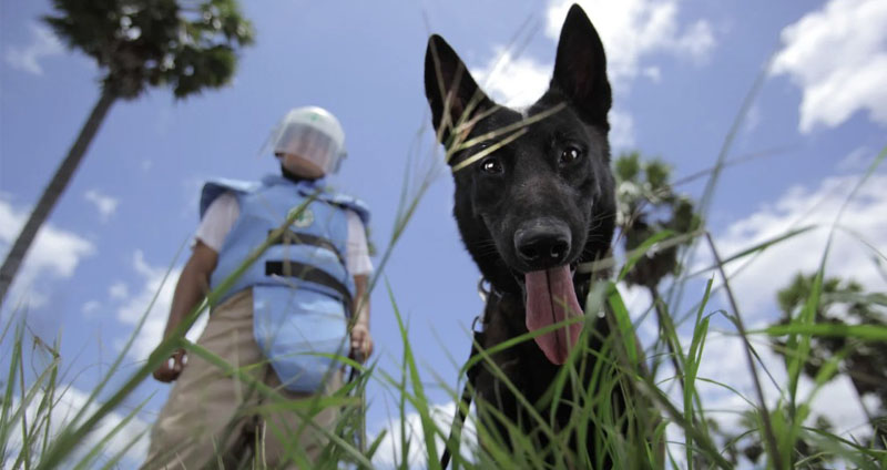 Minehund fra Norsk Folkehjelp søker etter eksplosiver i gress sammen med hundefører