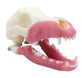 iM3 Norah – MODULAR – Multi-Procedure Canine Dental Model