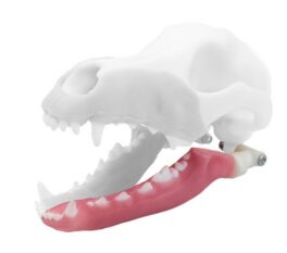 iM3 Norah – REPLACEMENT – Left Mandibula
