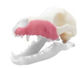 iM3 Norah – REPLACEMENT – Left Maxilla