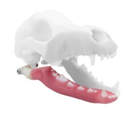 iM3 Norah – REPLACEMENT – Right Mandibula