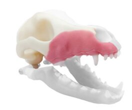 iM3 Norah – REPLACEMENT – Right Maxilla