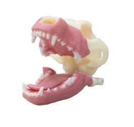iM3 Norman – Multi-Procedure Canine Dental Model
